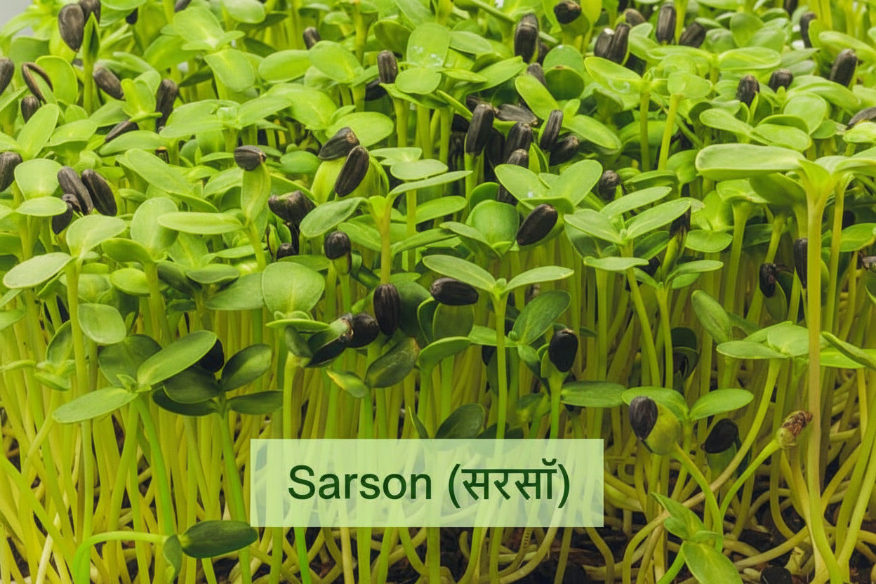 Fresh mustard microgreens growing in tray – spicy, fast-growing, ready in 6–8 days