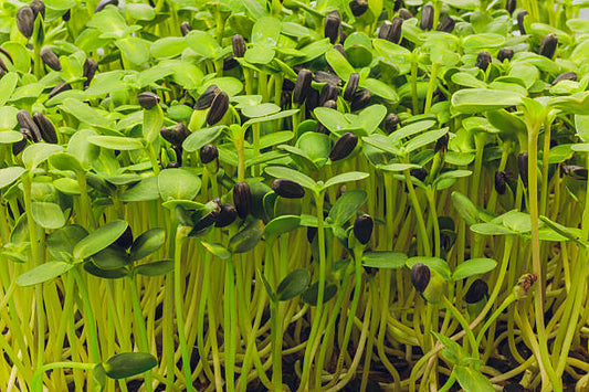 Mustard (Sarso) Microgreens 100gm