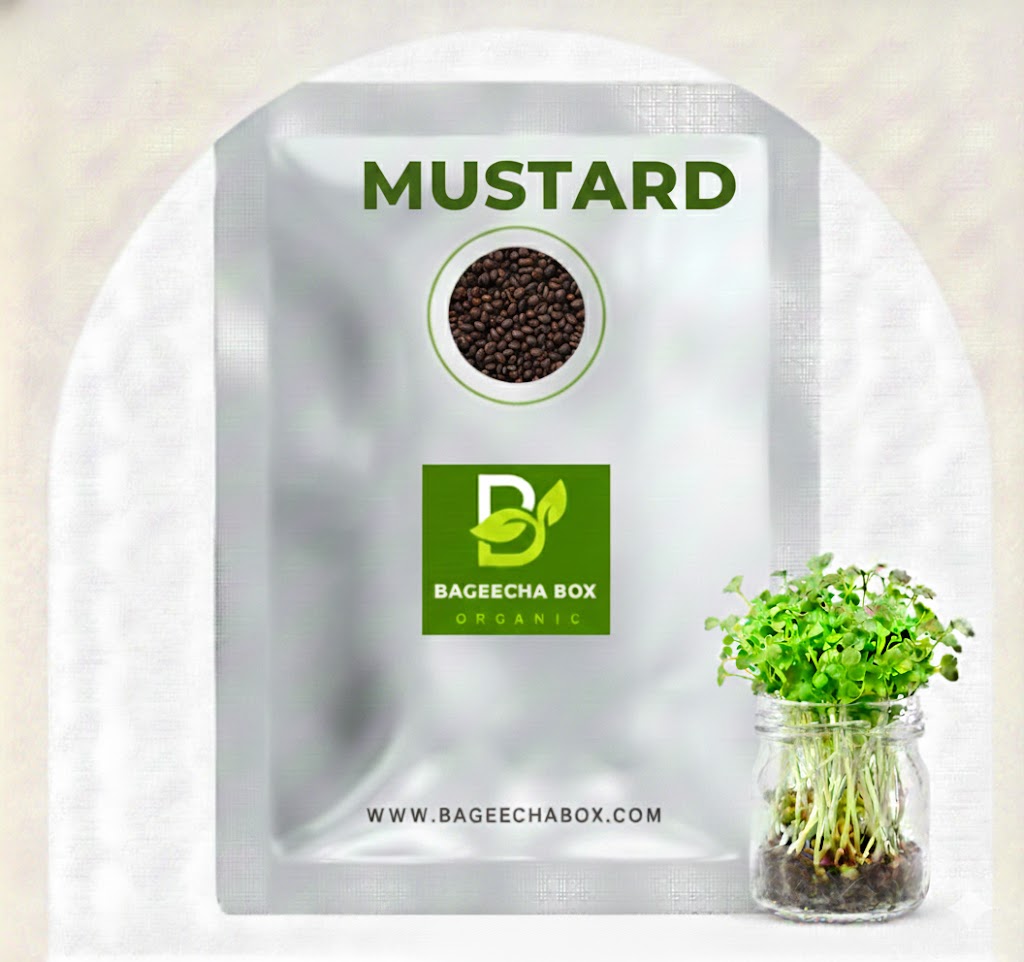 Mustard sarson microgreen seeds – organic, non-GMO, spicy flavour | Grow at home India | BageechaBox