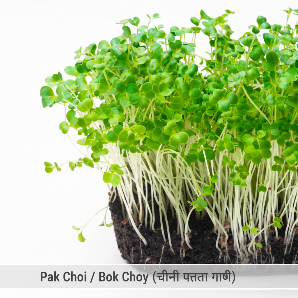 Fresh Pak Choi microgreens with smooth leaves and crisp stems – ideal for noodle bowls and stir-fries