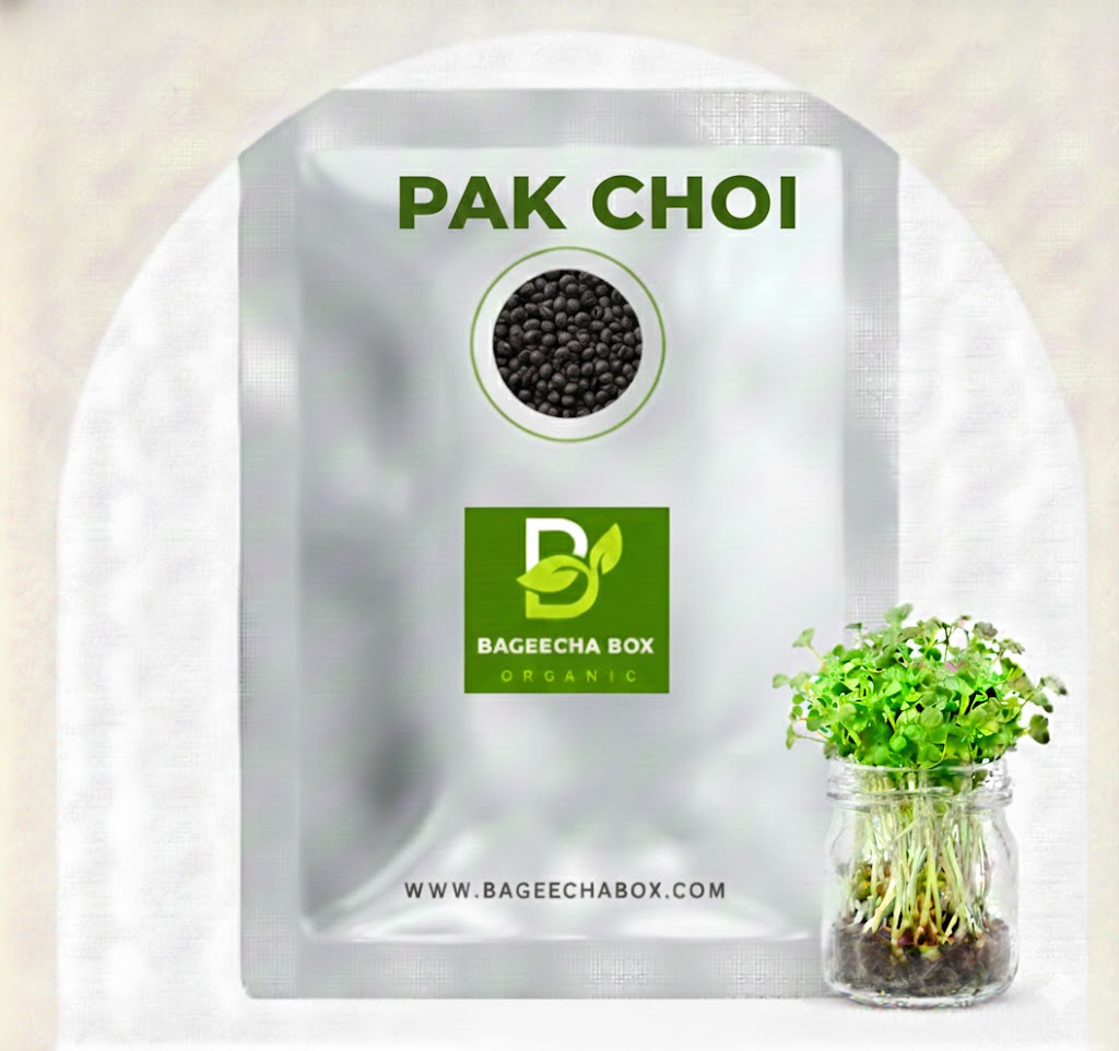 Pak Choi cabbage microgreen seeds - organic bok choy seeds for growing Asian microgreens