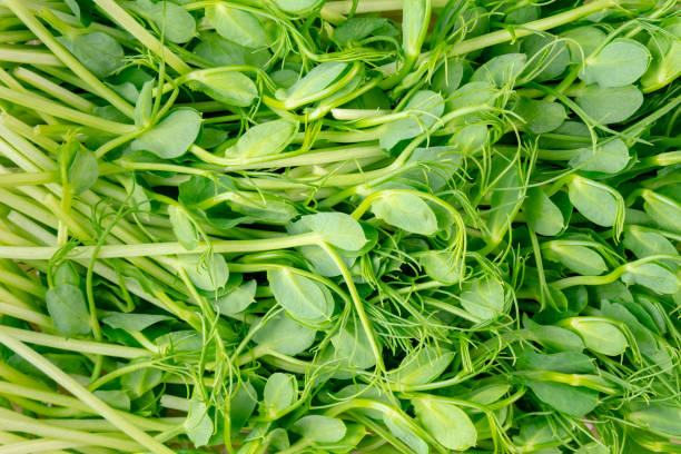 Pea (Matar) Microgreens 100gm