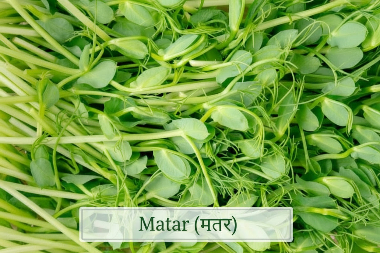 Fresh pea matar microgreens – tall lush shoots with sweet flavour, ready to harvest in 10 days