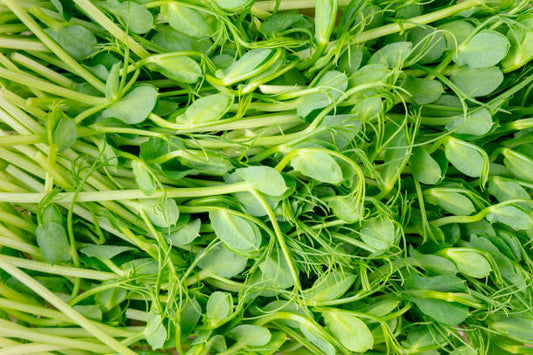 Pea (Matar) Microgreens 100gm