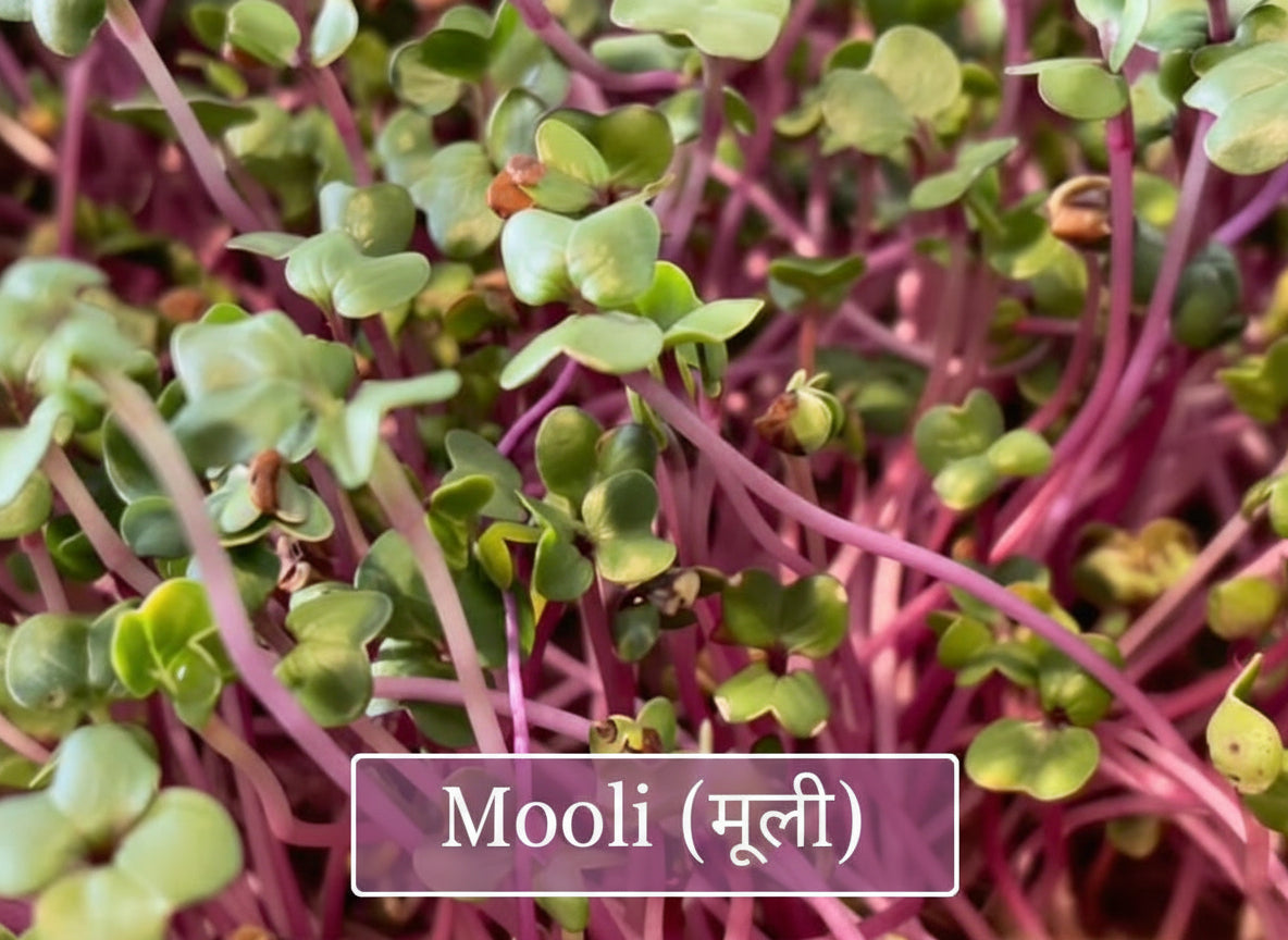 Fresh radish microgreens with vibrant leaves – fast-growing, peppery, ready in 6–8 days