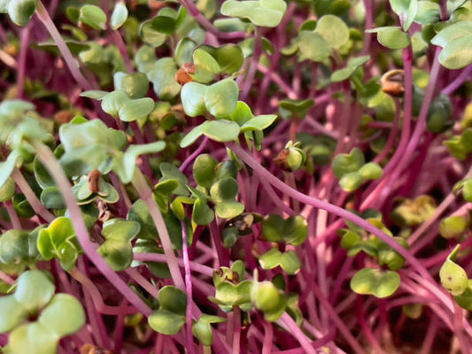Radish (Mooli) Microgreens 100gm