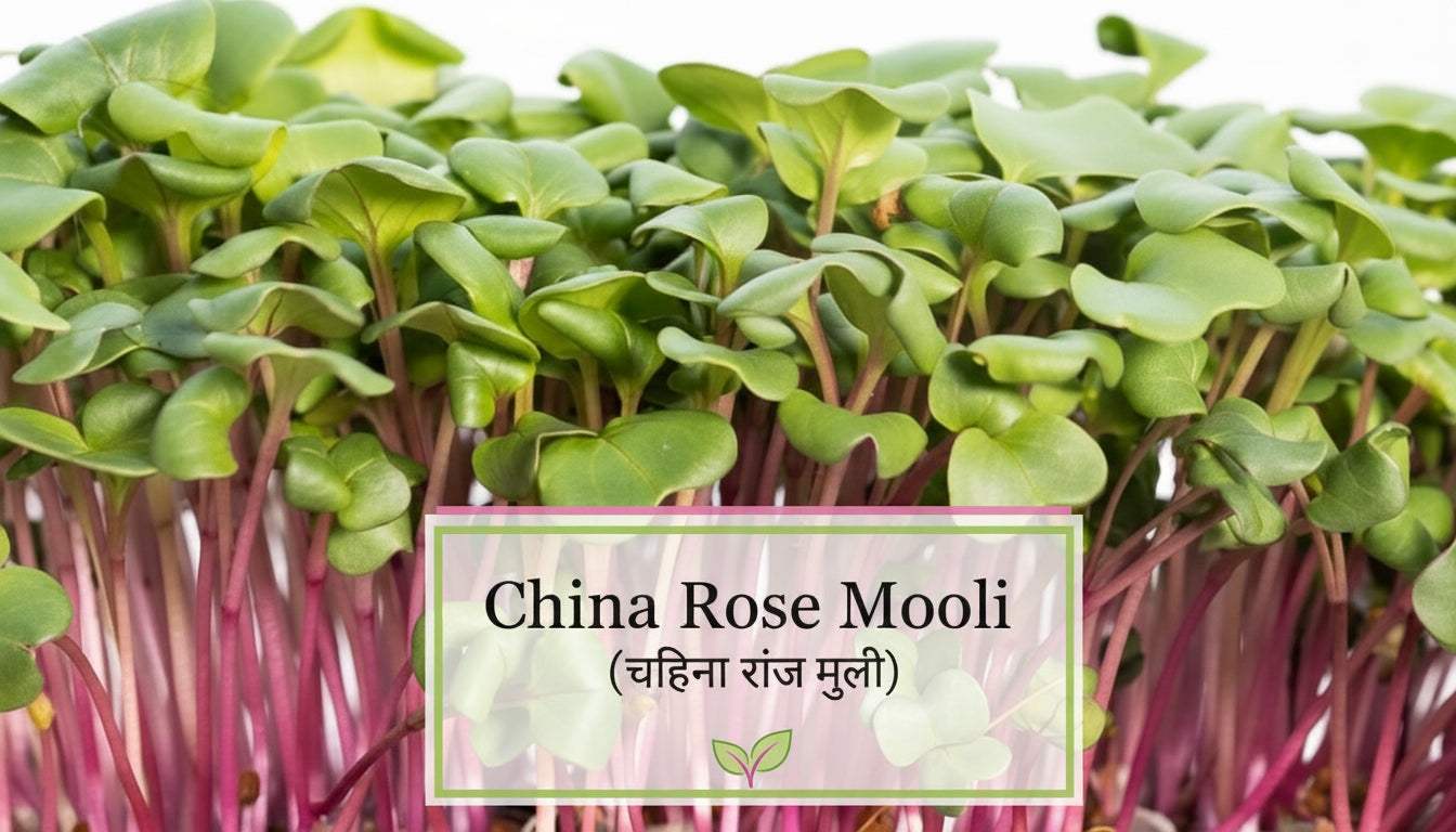 Fresh China Rose radish microgreens with vivid pink stems – spicy, visually striking, ready in 7 days