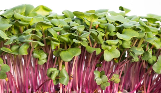 Radish China Rose Microgreens 100gm
