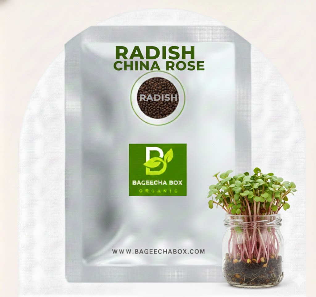 Radish China Rose microgreen seeds - organic pink radish seeds for growing colorful microgreens
