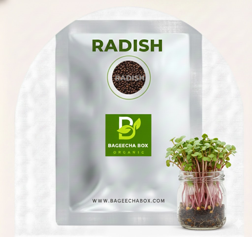 Radish mooli microgreen seeds – organic, non-GMO, peppery flavour | Grow at home India | BageechaBox