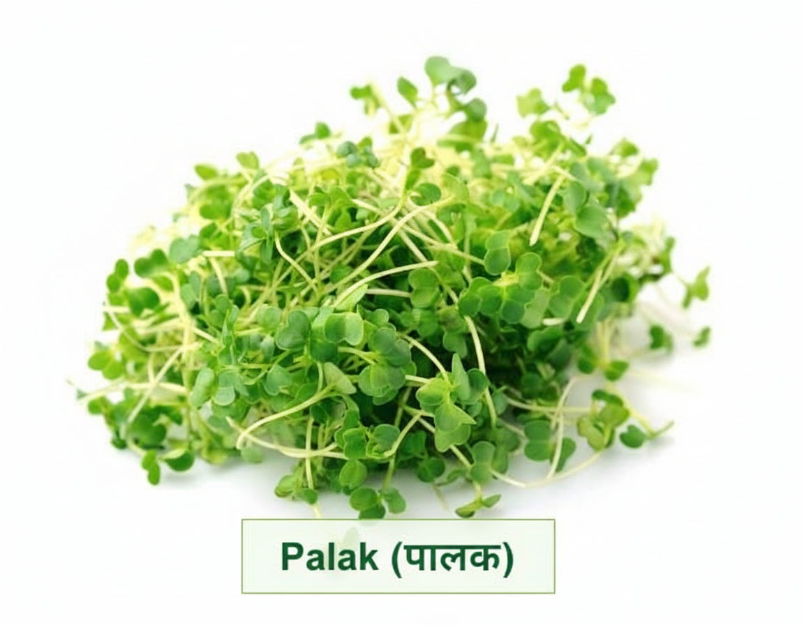 Fresh spinach palak microgreens with tender heart-shaped leaves – iron-rich, ready in 10 days