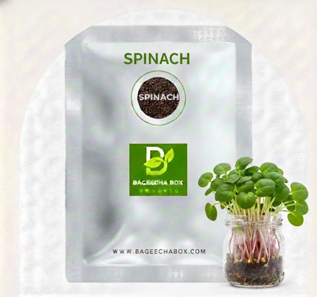 Spinach palak microgreen seeds – organic, non-GMO, nutrient-dense | Grow at home India | BageechaBox