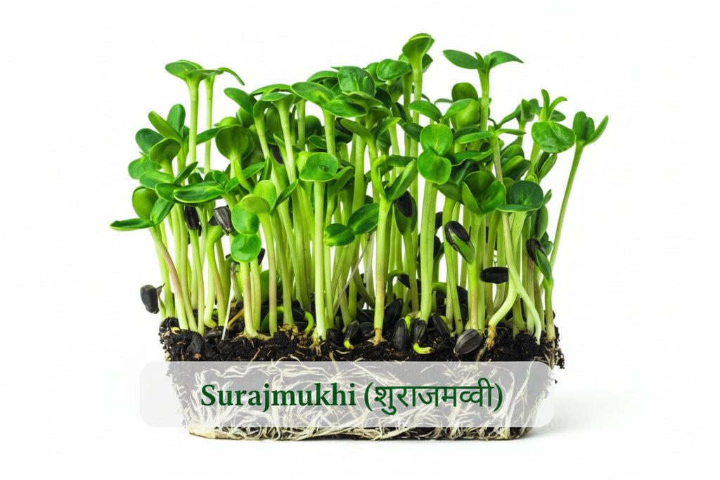 Sunflower (surajmukhi) microgreens seeds – Non‑GMO, chemical‑free
Sunflower microgreens growing in tray – thick, tall shoots
Fresh sunflower microgreens ready to harvest
Sunflower microgreens used in salads and wraps