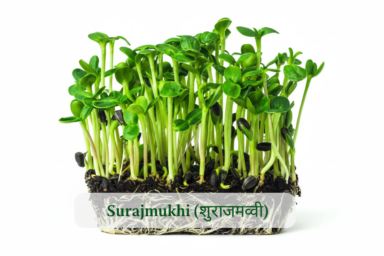 Fresh sunflower microgreens – thick tall shoots with nutty flavour, ready to harvest in 10 days