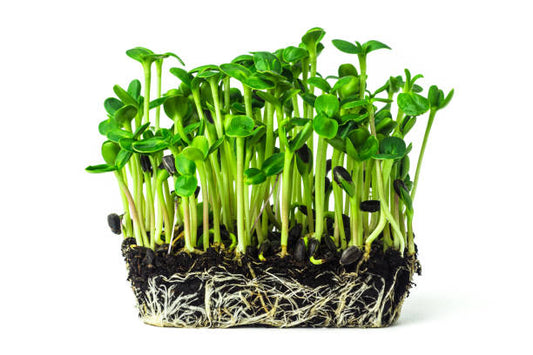 Sunflower (Surajmukhi) Microgreens 100gm
