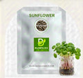 Sunflower microgreen seeds - organic sunflower seeds for growing crunchy nutty microgreens