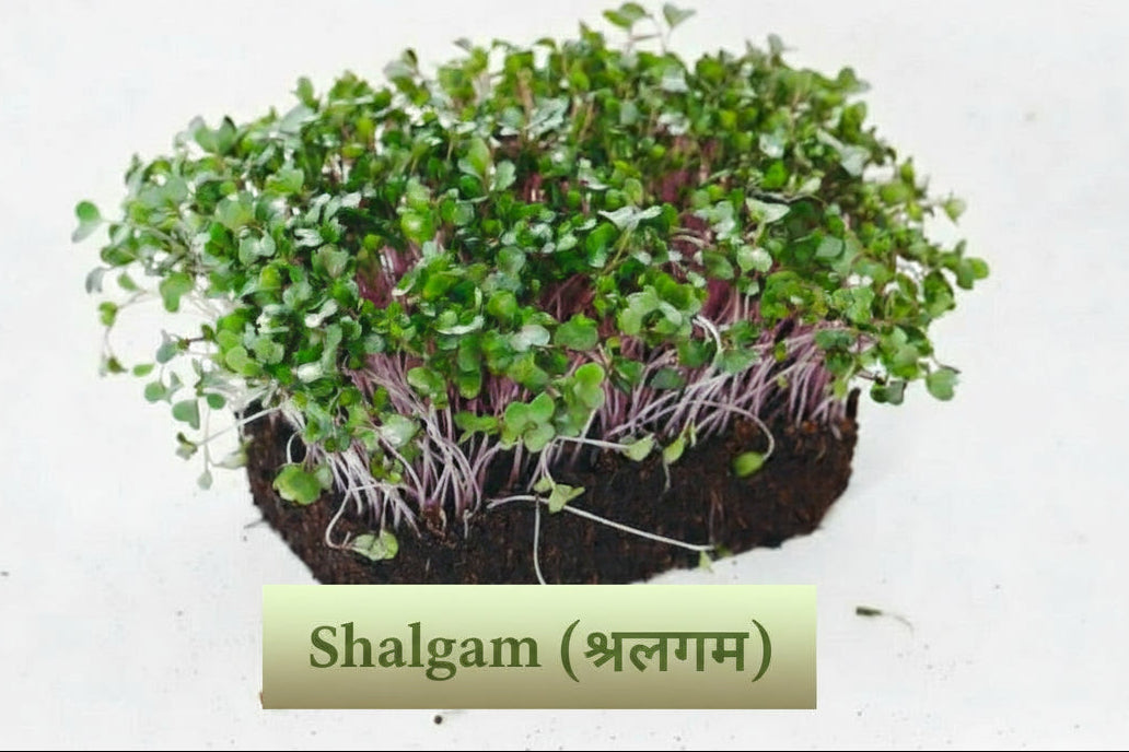 Turnip (shalgam) microgreens seeds – Non‑GMO, chemical‑free
Turnip microgreens growing in tray – tender, mild shoots
Fresh turnip microgreens ready to harvest
Turnip microgreens used in salads and wraps