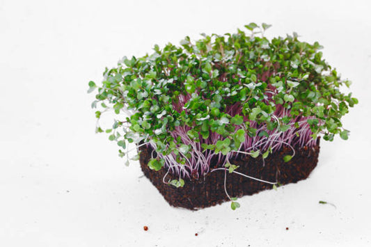 Turnip (Shalgam) Microgreens 100gm