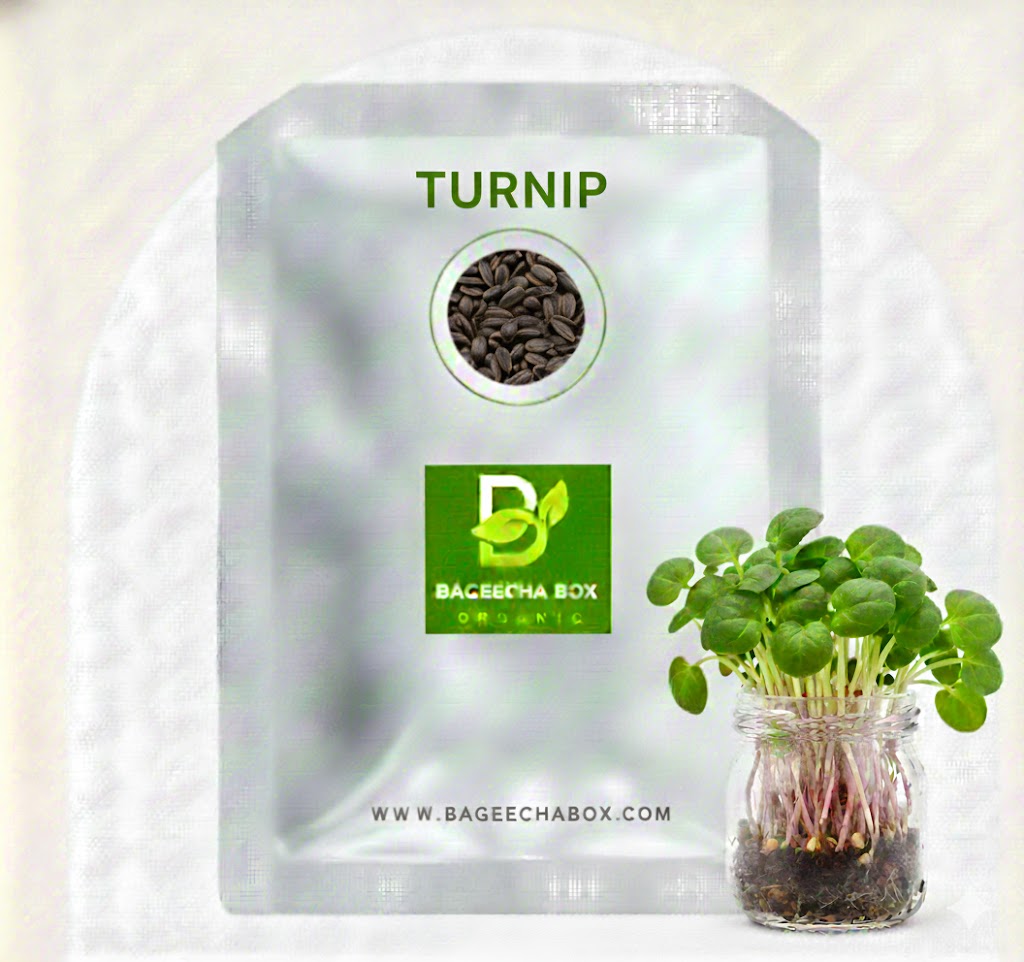 Turnip microgreen seeds - organic shalgam seeds for growing spicy microgreens
