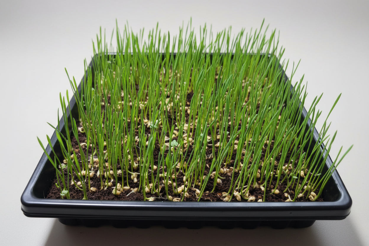 Wheatgrass growing in BageechaBox 10x10 microgreen tray – lush, even germination at home