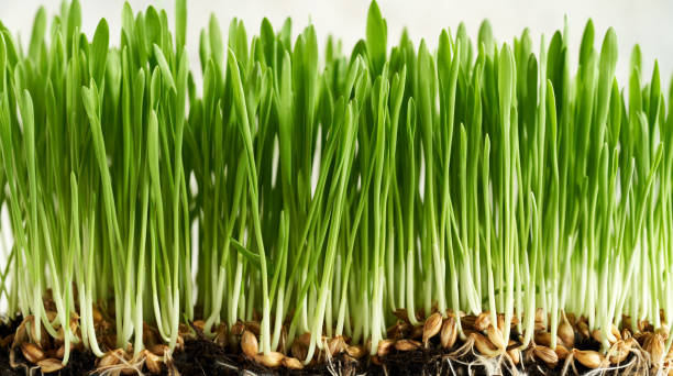 Wheatgrass Microgreens 100gm
