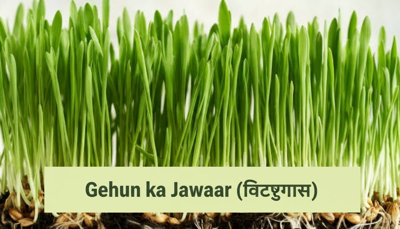 Fresh wheatgrass growing in tray – lush tall blades ready for juicing and smoothies in 10 days