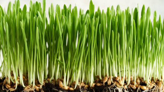 Wheatgrass Microgreens 100gm