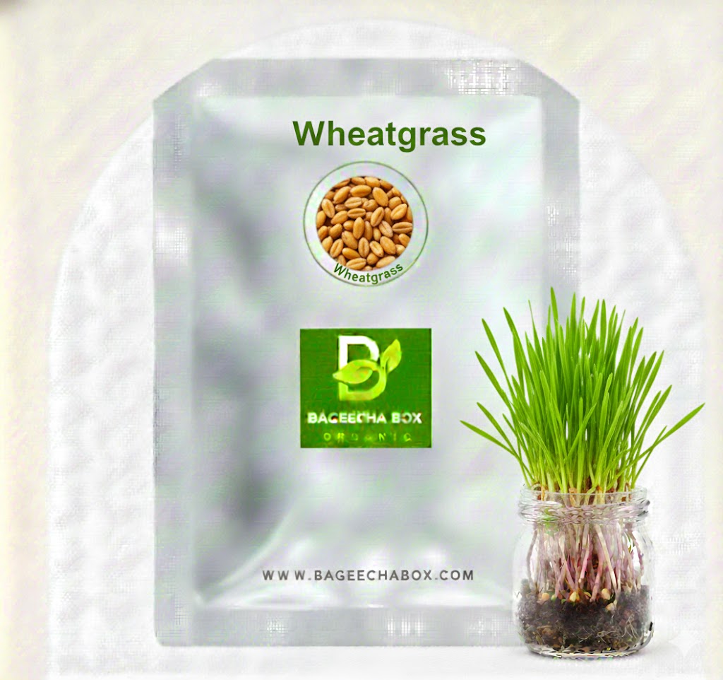 Wheatgrass seeds - organic wheat seeds for growing nutrient-rich wheatgrass at home