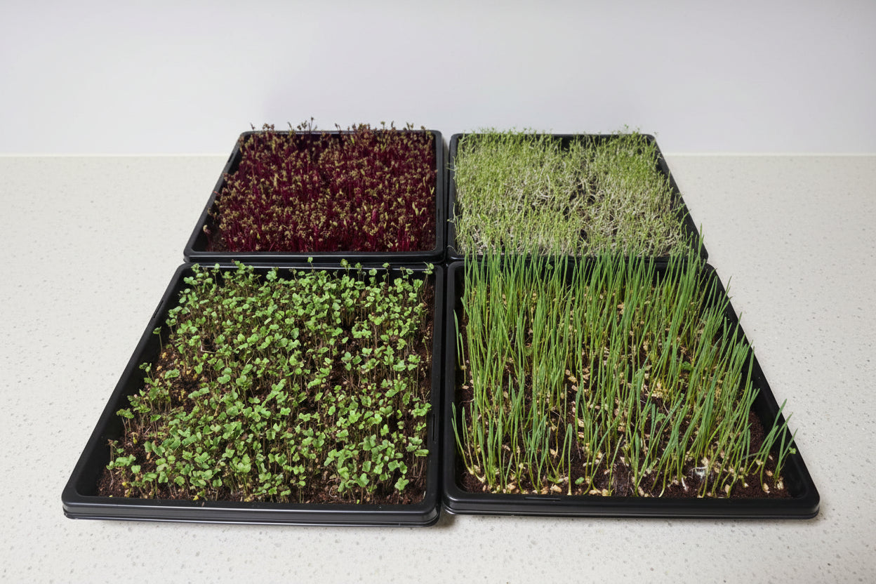 Multiple microgreen varieties growing in BageechaBox 10x10 trays – beginner-friendly home growing kit