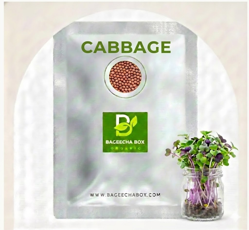 Cabbage microgreen seeds – organic, non-GMO, mild flavour | Grow fresh microgreens at home India