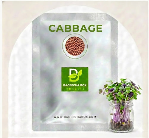 Cabbage microgreen seeds - organic cabbage seeds for growing fresh microgreens at home