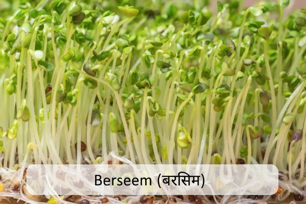 Fresh clover microgreens with delicate green trefoil leaves – mild, nutritious, easy to grow