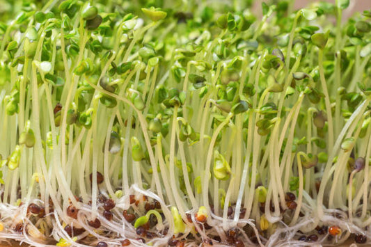 Clover Microgreens 100gm