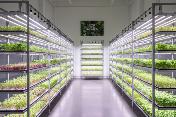Indoor microgreens farm setup with growing racks, LED lights and trays – start a microgreens business in India