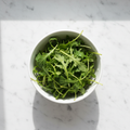 Fresh rocket arugula microgreens – peppery superfood, chemical-free home delivery Delhi NCR | BageechaBox