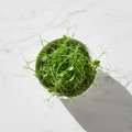 Fresh peas matar microgreens with bright green tendrils – sweet, chemical-free, Delhi NCR delivery