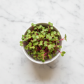Fresh China Rose radish microgreens with vivid magenta stems – chemical-free, Delhi NCR delivery | BageechaBox