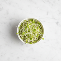 Fresh alfalfa microgreens – light, nutritious sprouts, chemical-free delivery Delhi NCR | BageechaBox