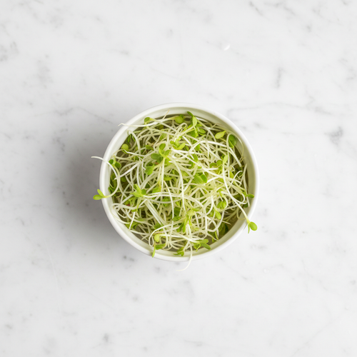 Fresh alfalfa microgreens with wispy pale green sprouts in a white ceramic bowl on marble