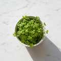 Fresh coriander dhaniya microgreens – aromatic, chemical-free, home delivery Delhi NCR | BageechaBox