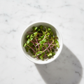 Fresh radish mooli microgreens with pink-purple stems – chemical-free, delivered Delhi NCR | BageechaBox