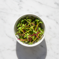 Fresh Swiss chard microgreens with colourful red-yellow stems – chemical-free delivery Delhi NCR | BageechaBox