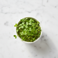 Fresh clover microgreens – mild, nutrient-rich, chemical-free home delivery Delhi NCR | BageechaBox