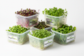 Fresh microgreens basic tier - starter pack of organic microgreens delivered fresh