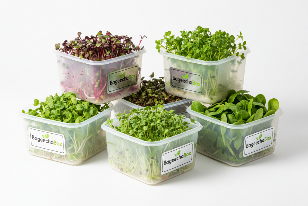 Fresh microgreens basic tier - starter pack of organic microgreens delivered fresh