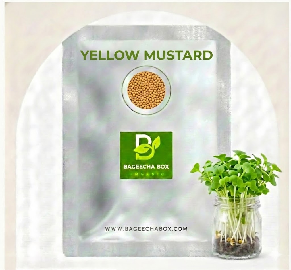 Yellow mustard microgreen seeds - organic yellow sarso seeds for growing spicy microgreens